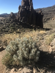 Carlina xeranthemoides image