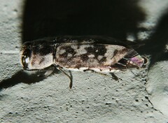Notographus hieroglyphicus