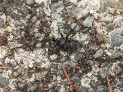 Antrodiaetus