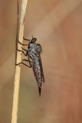 Neomochtherus willistoni