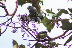 Ptiliogonys cinereus