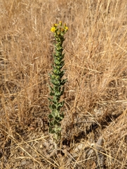 Heterotheca grandiflora