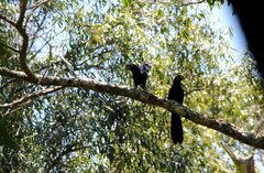 Crotophaga major