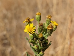 Heterotheca grandiflora