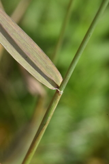 Hordeum