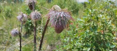 Cirsium ehrenbergii