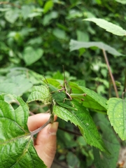 Sphenarium