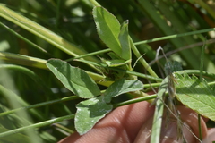 Trifolium wormskioldii