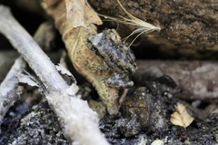 Pseudacris cadaverina