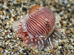 Natica pluvialis