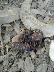 Vulpes vulpes silacea