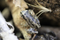 Pseudacris cadaverina