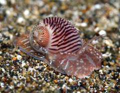 Natica pluvialis