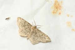 Hypagyrtis piniata