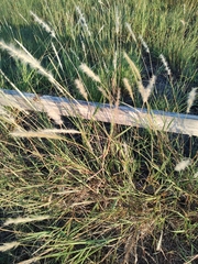 Bothriochloa laguroides