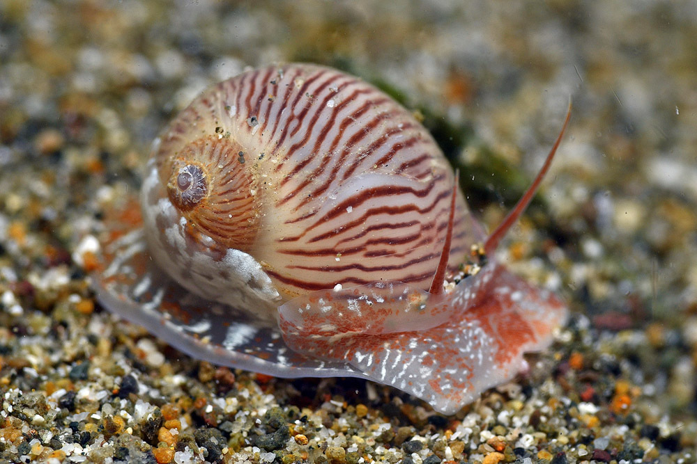 Natica pluvialis