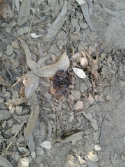 Vulpes vulpes silacea