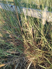 Bothriochloa laguroides