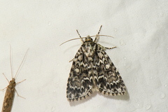 Acronicta fragilis