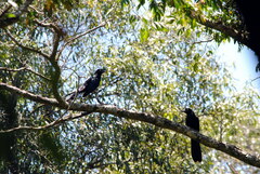 Crotophaga major