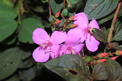 Heterotis rotundifolia