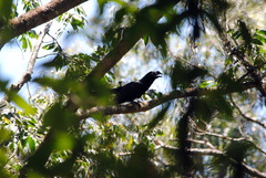 Crotophaga major