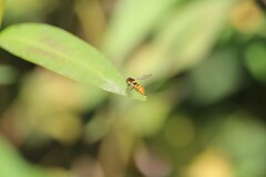 Sphaerophoria pyrrhina