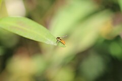 Sphaerophoria pyrrhina