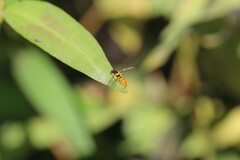 Sphaerophoria pyrrhina