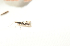 Agnippe prunifoliella