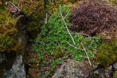 Saxifraga bronchialis