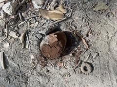 Pisolithus tinctorius