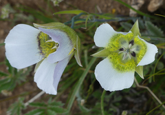 Calochortus gunnisonii