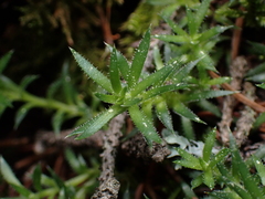 Saxifraga bronchialis