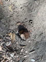 Pisolithus tinctorius