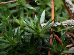 Saxifraga bronchialis
