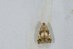 Elophila turbata