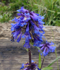 Penstemon procerus