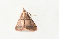 Hypsopygia thymetusalis