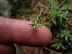 Saxifraga bronchialis