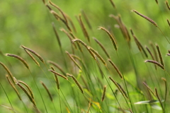 Hordeum