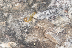 Centruroides sculpturatus