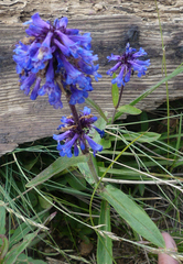 Penstemon procerus