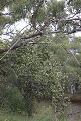 Melaleuca fluviatilis