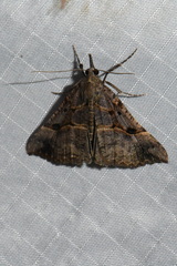 Hypena edictalis