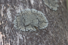 Pannaria conoplea image