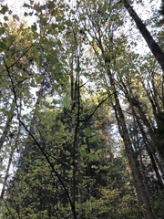 Acer glabrum