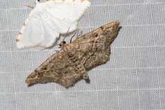 Hypagyrtis piniata