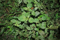 Hypoestes phyllostachya