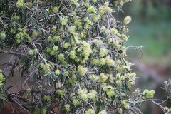 Melaleuca fluviatilis